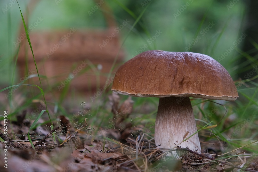 The mushroom Boletus edulis, also known as penny bun, cep, porcino or porcini. Edible and very tasty. And wicker basket for mushrooms next to it. The mushroom Boletus edulis, also known as penny bun, cep, porcino or porcini. Edible and very tasty. And wicker basket for mushrooms next to it.