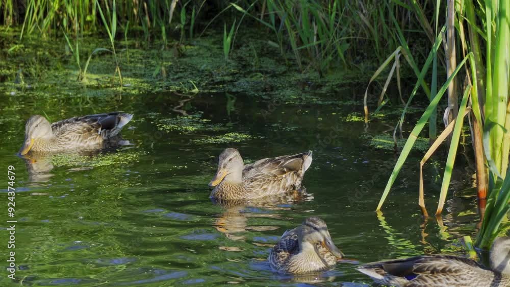 Video series of Mallard duck families on a lush Canadian lake in summer. Captures swimming, feeding, and family interactions in a serene, natural setting. Ideal for nature and wildlife projects. Video series of Mallard duck families on a lush Canadian lake in summer. Captures swimming, feeding, and family interactions in a serene, natural setting. Ideal for nature and wildlife projects.