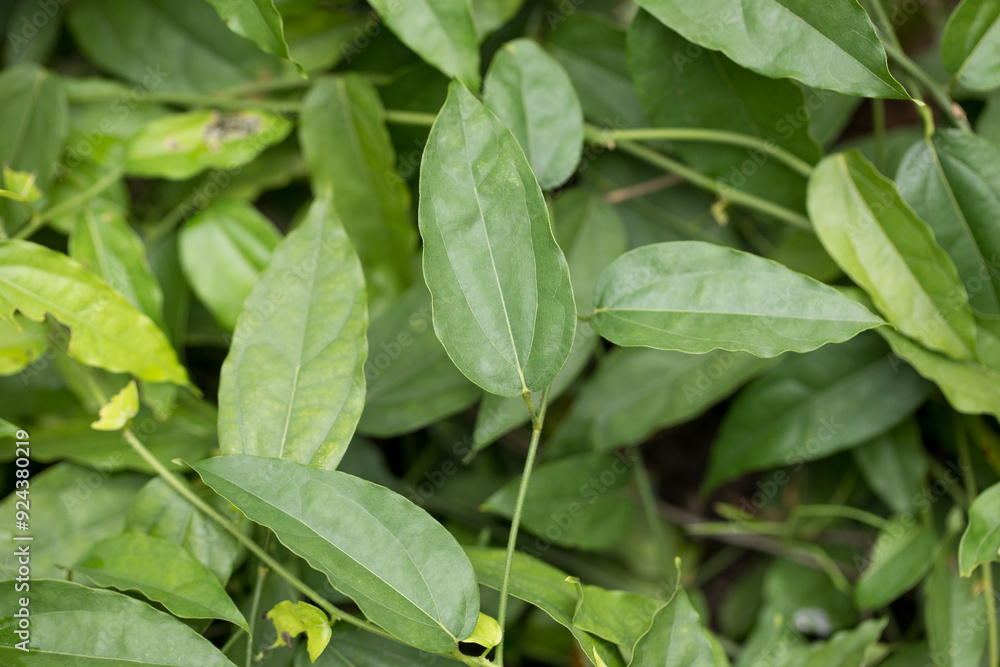 Tiliacora triandra Fresh Bamboo grass or Bai Ya Nang Leaves has medicinal properties and is high in chlorophyll Tiliacora triandra Fresh Bamboo grass or Bai Ya Nang Leaves has medicinal properties and is high in chlorophyll