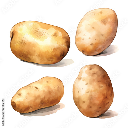 watercolor painting of potato four collection isolated