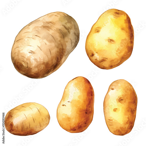 watercolor painting of potato four collection isolated
