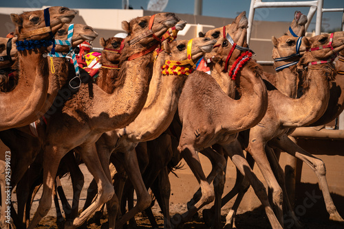 Camels Starting A Race, , Doha Qatar photo