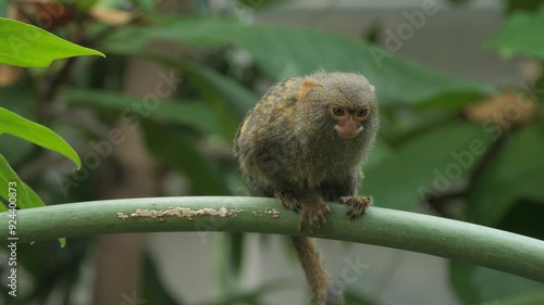 Funny dwarf toy Cebuella pygmaea sitting on a tree branch in the tropics slow motion. Cebuella pygmaea niveiventris is the smallest monkey in the world