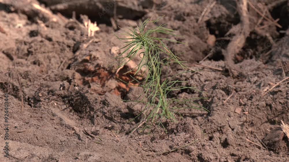 Fir tree nursery, young spruce growing Fir tree nursery, young spruce growing