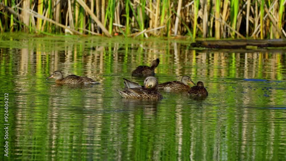 Video series of Mallard duck families on a lush Canadian lake in summer. Captures swimming, feeding, and family interactions in a serene, natural setting. Ideal for nature and wildlife projects. Video series of Mallard duck families on a lush Canadian lake in summer. Captures swimming, feeding, and family interactions in a serene, natural setting. Ideal for nature and wildlife projects.