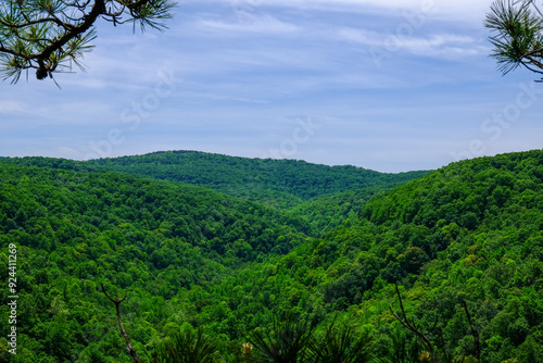 green forest in the mountains