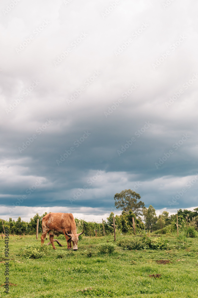 Naklejka premium cows in the field