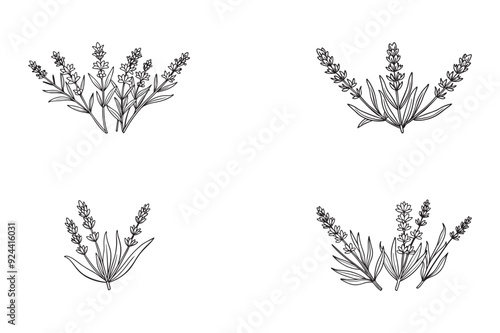 Lavender flower Sketch art.