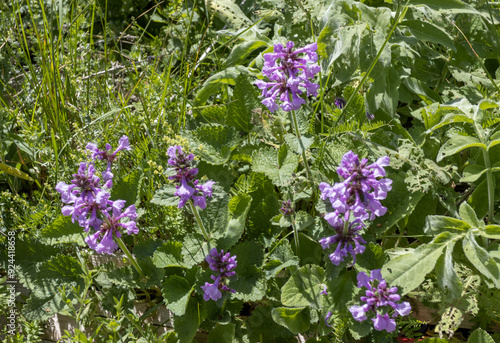 spring is the flowering of plants in alpine meadows in natural conditions on the foothill plains photo