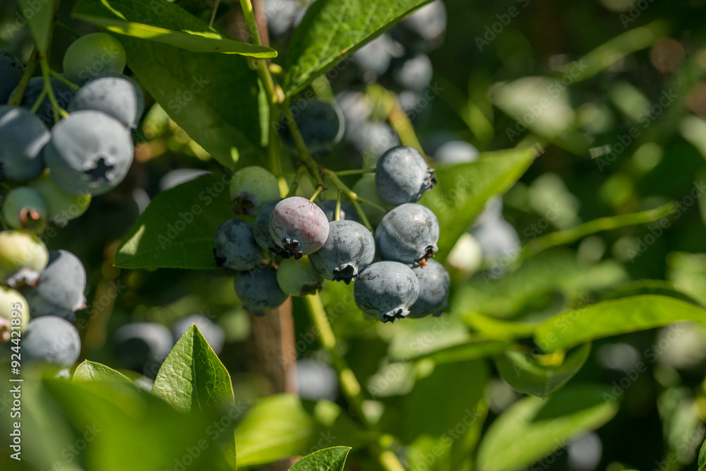 Blueberry bush with large berries in the garden on a sunny day Blueberry bush with large berries in the garden on a sunny day