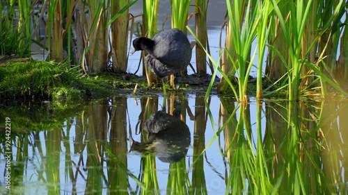 Video series of American Coot families on a lush Canadian lake in summer. Captures nesting, feeding, and chicks exploring the water. Perfect for nature and wildlife projects.