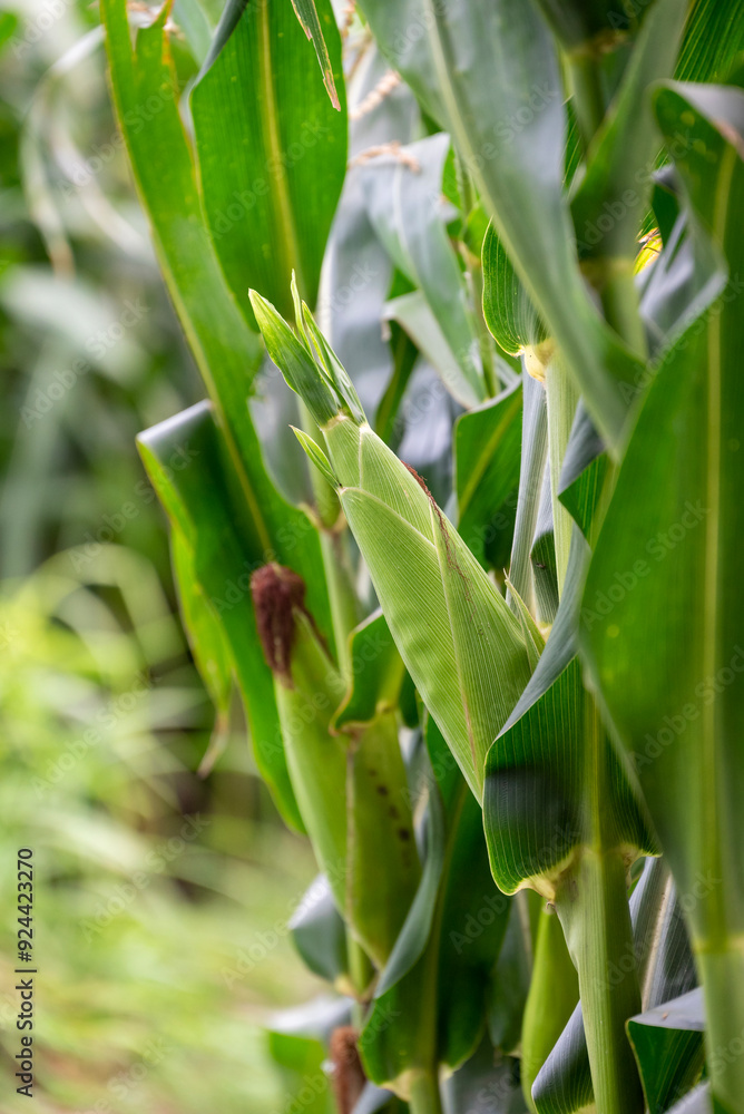 Close up of corn cobs growing on stalks in a green field, Cob of corn growing in corn field Close up of corn cobs growing on stalks in a green field, Cob of corn growing in corn field