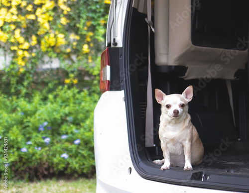 brown short hair Chihuahua dog sitting in the trunk of the car, looking at camera with yellow flowers background.