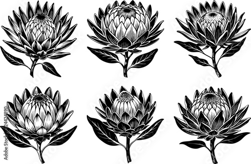 Elegant Black and White Protea Flowers, Monochromatic Botanical Illustration for Sophisticated Design.