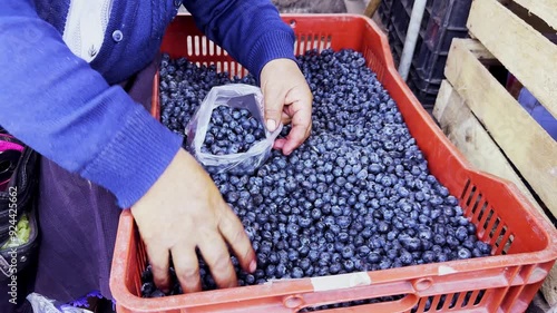 Video de comercio de arándanos en Perú, arándanos de invernaderos de la sierra peruana