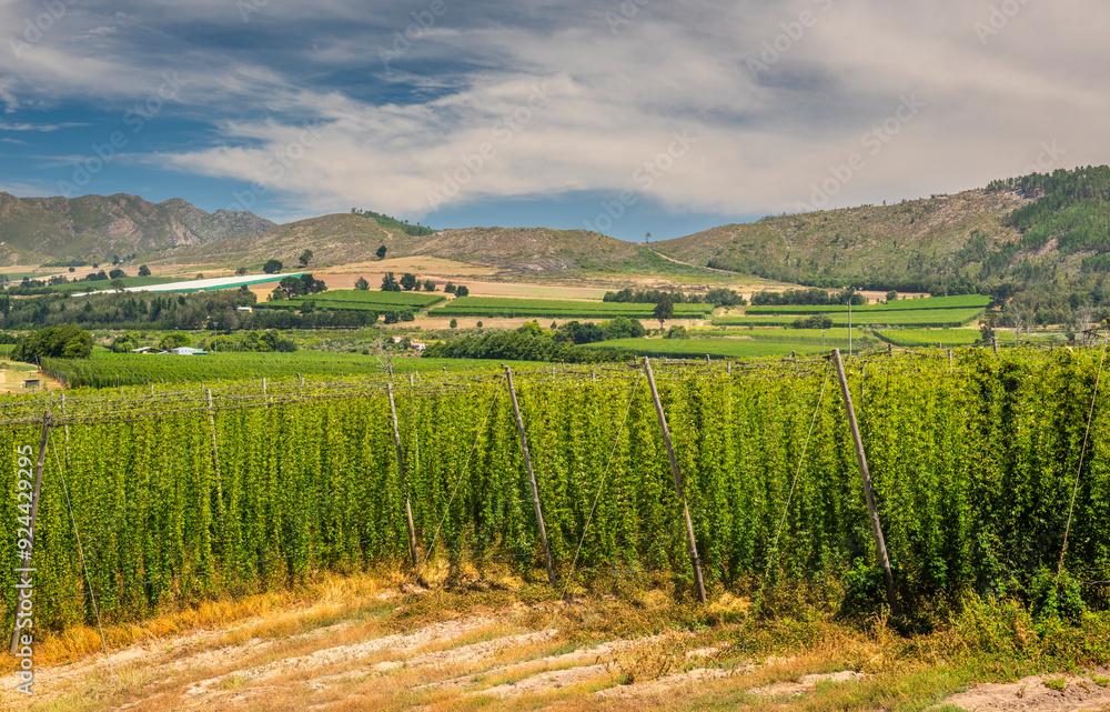 Fototapeta premium Waboomskraal in the Outeniqua Mountains Hops farms and fynbos, floral kingdom in South Africa.