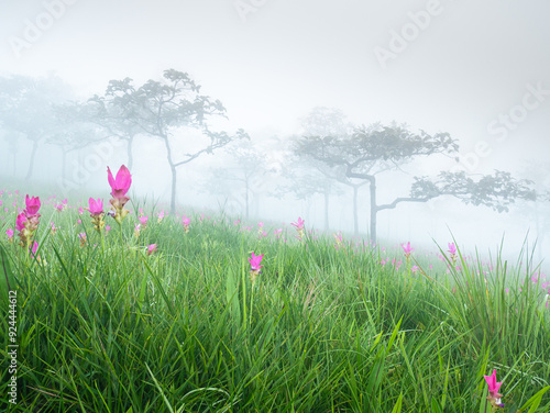 Curcuma alismatifolia or Siam tulip in the mist. photo