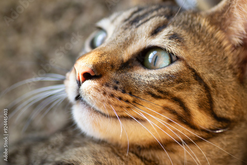 close up of a cat