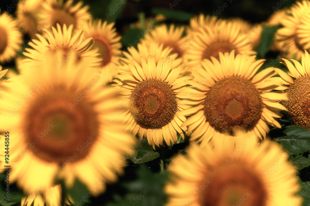 Obraz premium 満開のひまわり畑 