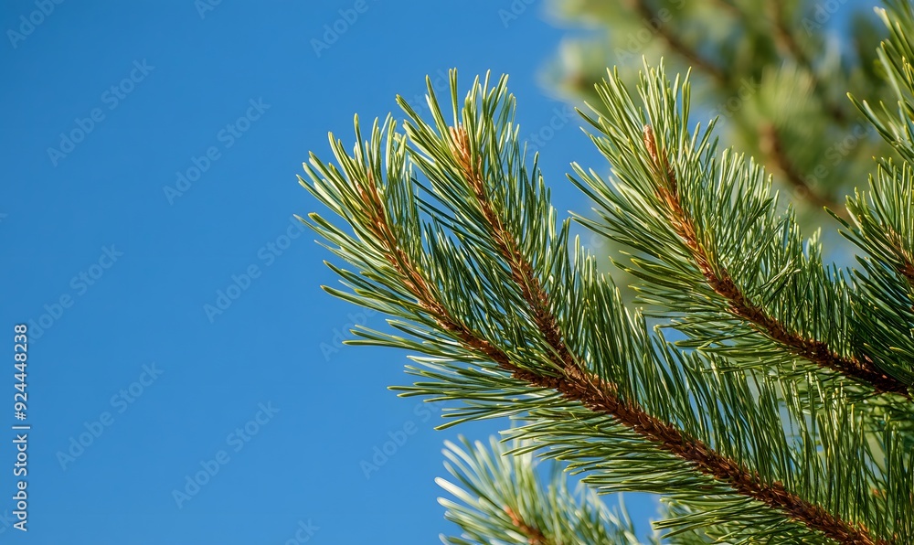A pine tree with green leaves, Generative AI A pine tree with green leaves, Generative AI