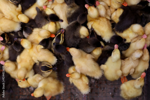 A flock of ducklings.  Ducklings in a cage. Top view