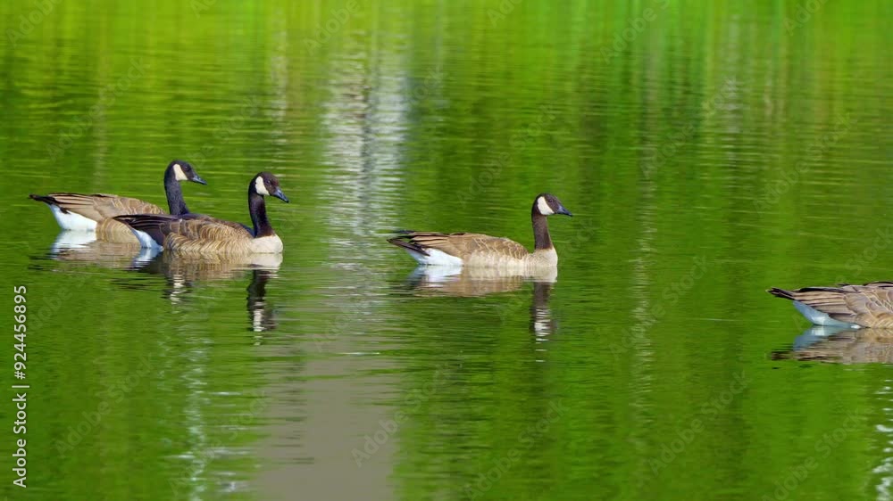 Video series of Canadian Geese families on a lush Canadian lake in summer. Captures swimming, feeding, and nurturing behaviors in a serene natural habitat. Ideal for nature and wildlife projects Video series of Canadian Geese families on a lush Canadian lake in summer. Captures swimming, feeding, and nurturing behaviors in a serene natural habitat. Ideal for nature and wildlife projects