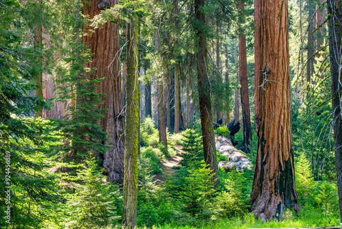 Sequoia National Park and Kings Canyon. Giant sequoia trees, forest trails, wooden fence and hiking trail, Kings River Canyons
