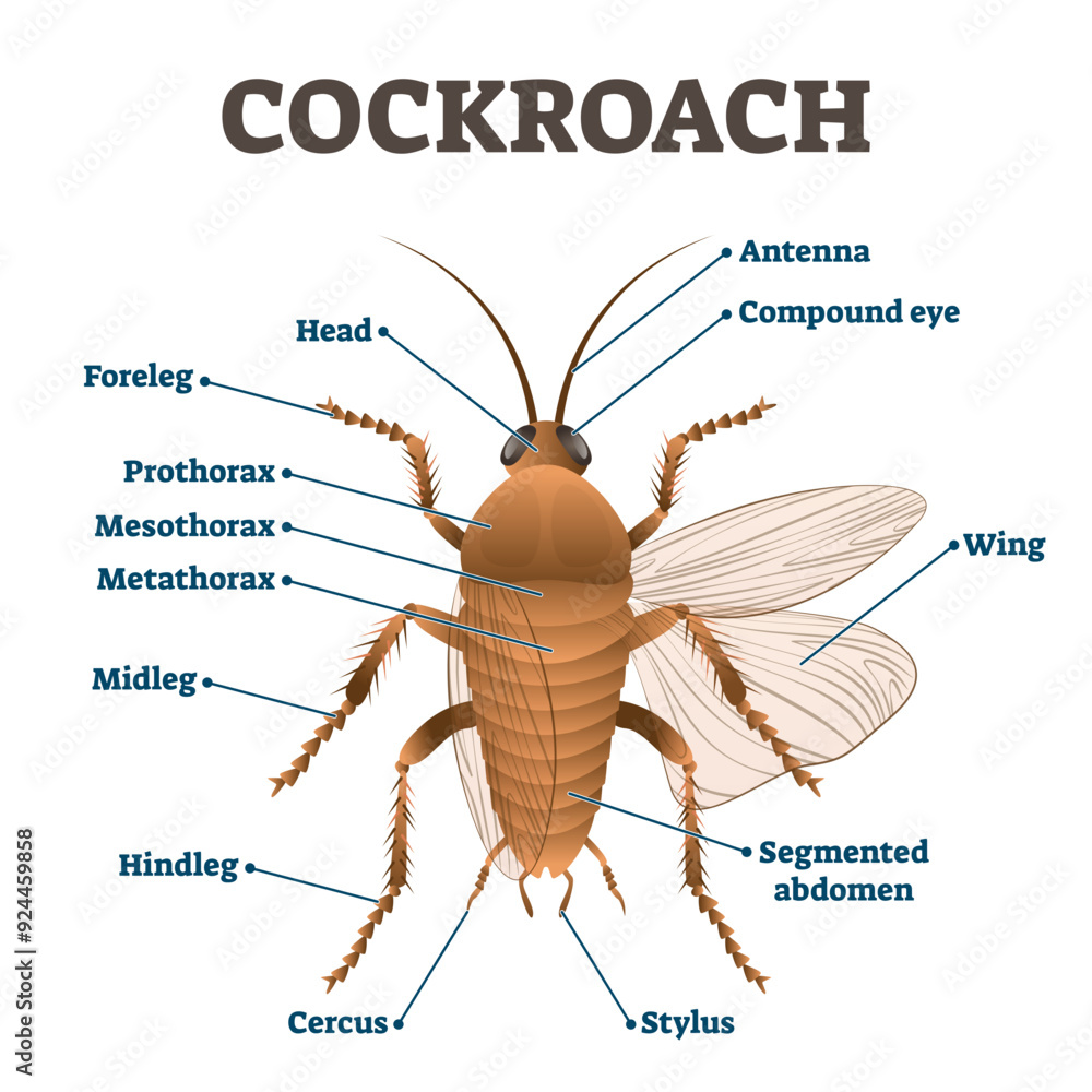 Shield Cockroach Cockroach illustration, transparent background. Labeled educational ...