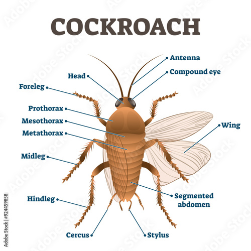 Cockroach illustration, transparent background. Labeled educational body structure scheme. Zoology diagram with metathorax, antenna, stylus, cercus, prothorax and other parts.