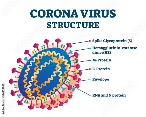 Corona virus biological structure, labeled illustration diagram, transparent background. Virology science and COVID-19 cross section magnification scheme drawing. Dangerous bacteria outbreak epidemy.