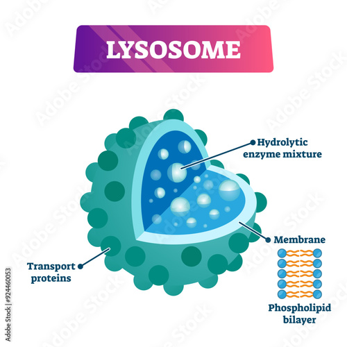 Lysosome cell organelle illustration labeled cross section diagram, transparent background.Destroying invading viruses and bacteria.Part of the immune system.