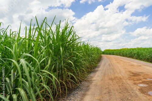 sugar cane fields with road at countryside, agriculture, green plants,growth