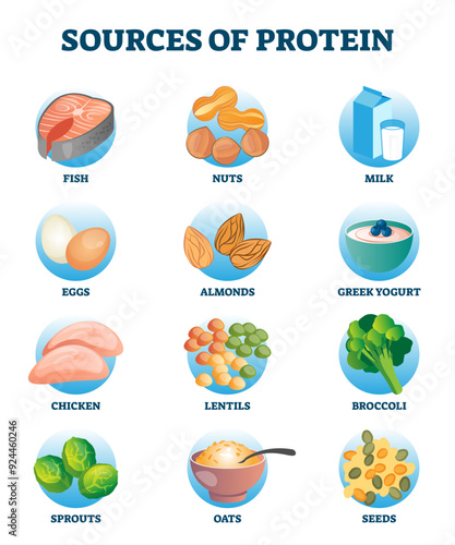 Sources of protein as healthy and high nutrient diet products collection, transparent background. Essential meal ingredient group in labeled educational list. Meat, poultry, fish, eggs.