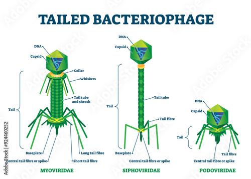 Tailed bacteriophage illustration, transparent background. Labeled virus educational scheme. Myoviridae, siphoviridae and podoviriade comparison with detailed structure diagram.