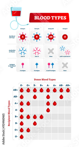 Blood group types illustration, transparent background. Educational labeled nursing chart. Red blood cell, antibodies in plasma and antigens combination. Medical health care guide.