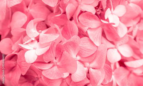 Pink flowers close up. Bouquet of red flowers. City flower beds, a beautiful and well-groomed garden with flowering bushes.