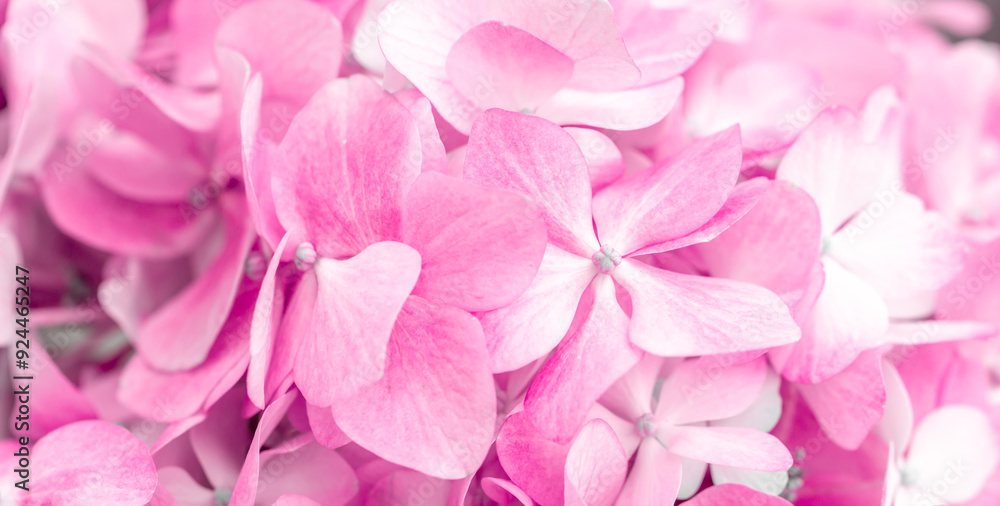 Pink flowers close up. Bouquet of purple flowers. City flower beds, a beautiful and well-groomed garden with flowering bushes. Pink flowers close up. Bouquet of purple flowers. City flower beds, a beautiful and well-groomed garden with flowering bushes.