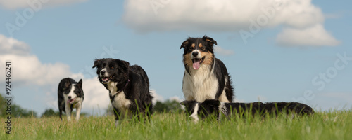 Photography A pack of obedient dogs - Border Collies in all ages from the young dog to the s