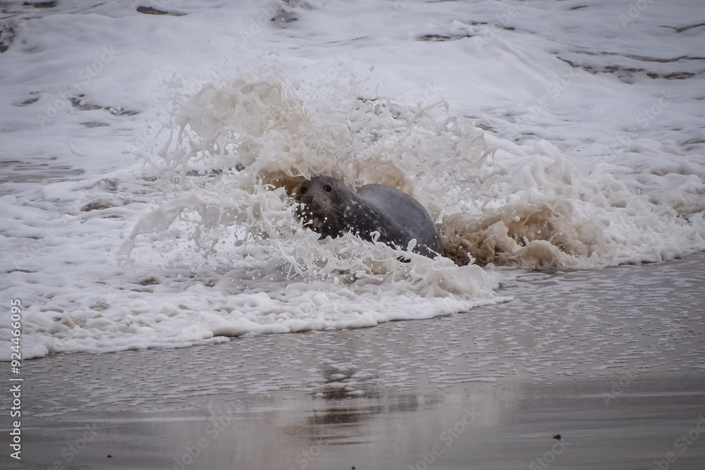 Fototapeta premium Seal splashing in the sea