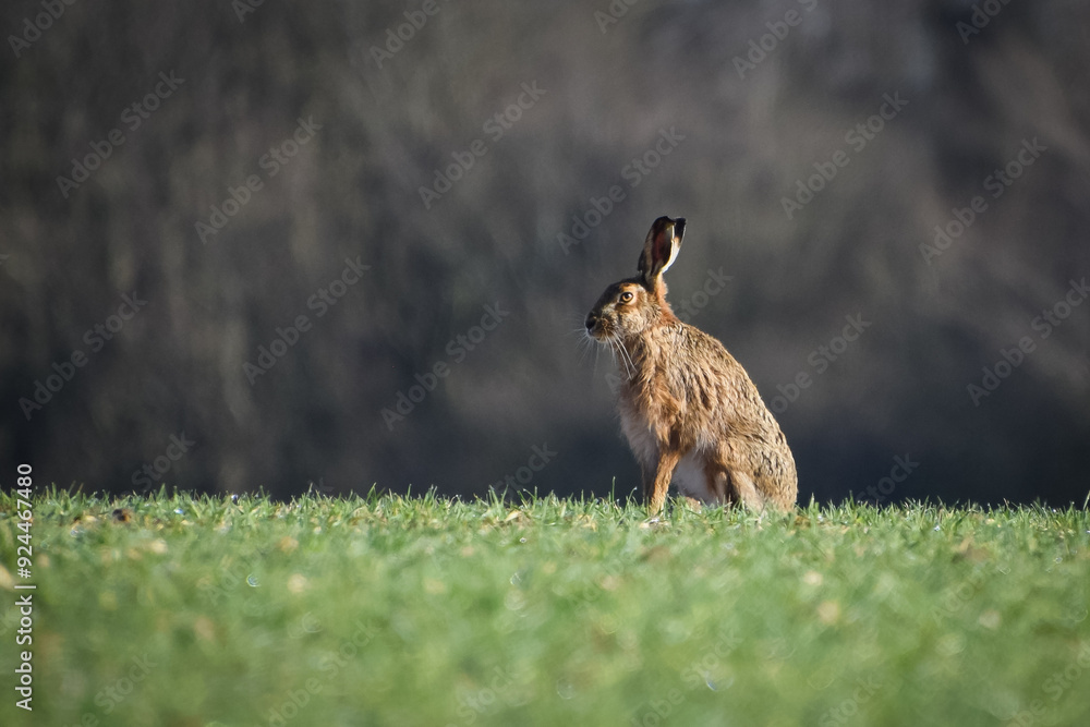 Naklejka premium Hare in a field