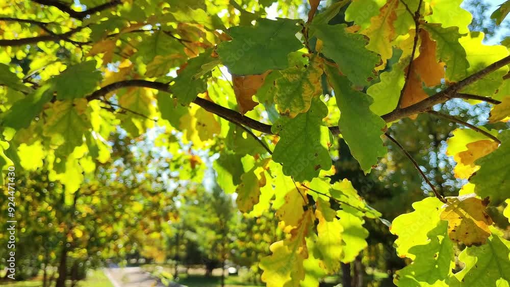 Closeup of autumn oak tree leaves glowing in sunlight, creating a beautiful scene in a forest Closeup of autumn oak tree leaves glowing in sunlight, creating a beautiful scene in a forest
