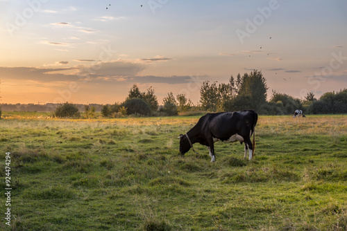 Wallpaper Mural A cow is grazing in a field with a beautiful sunset in the background Torontodigital.ca