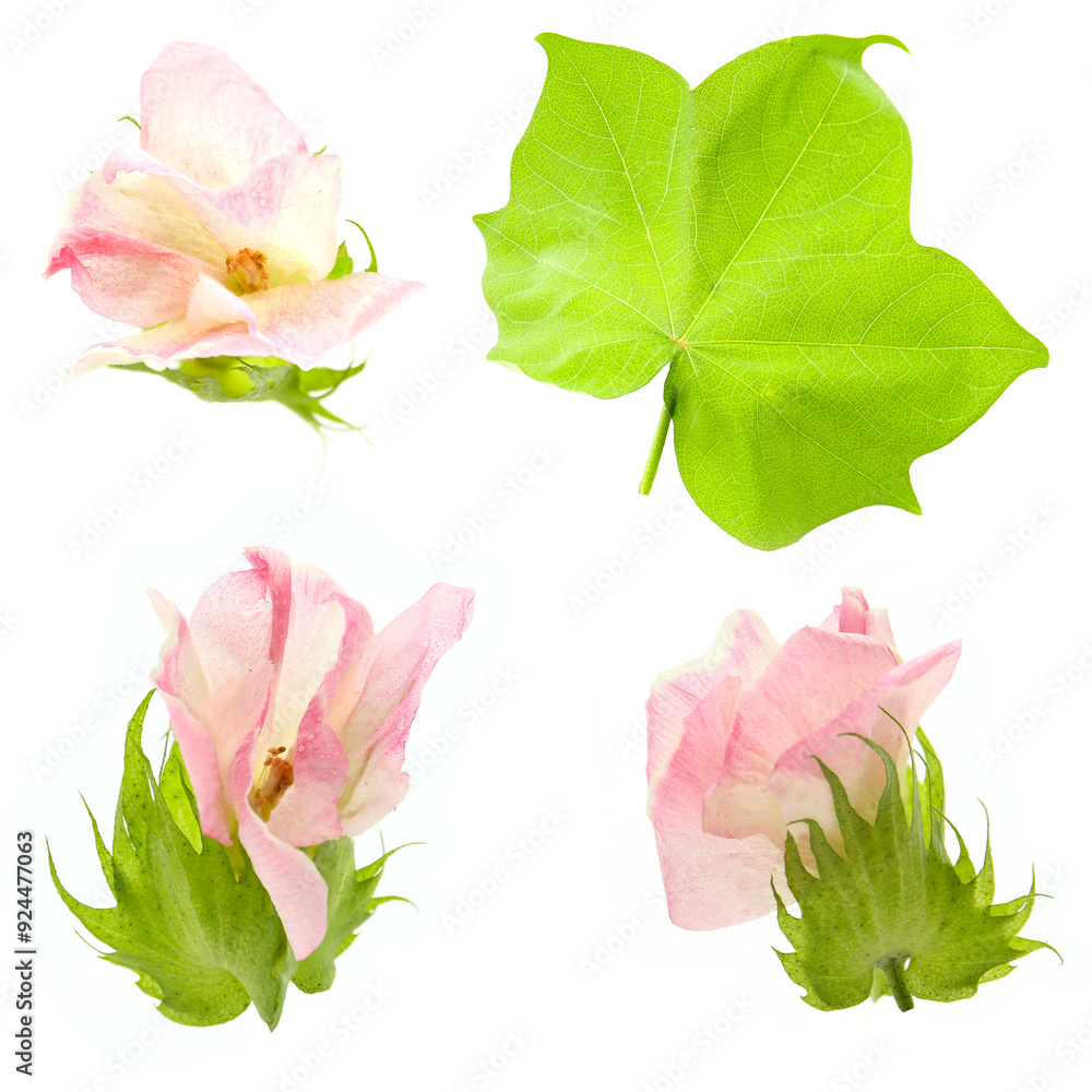 flowers and leaves of upland cotton isolated on a white background flowers and leaves of upland cotton isolated on a white background