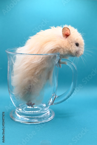 an ivory hamster with long fur