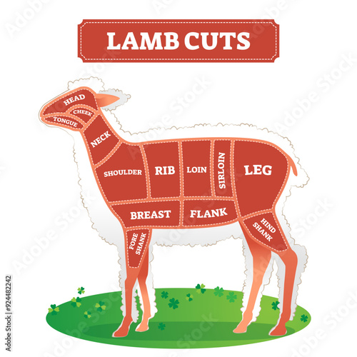 Lamb cuts scheme as animal food part separation drawing illustration, transparent background. Educational labeled graphic with raw meat location on body for butchers. Divided by continuous line.