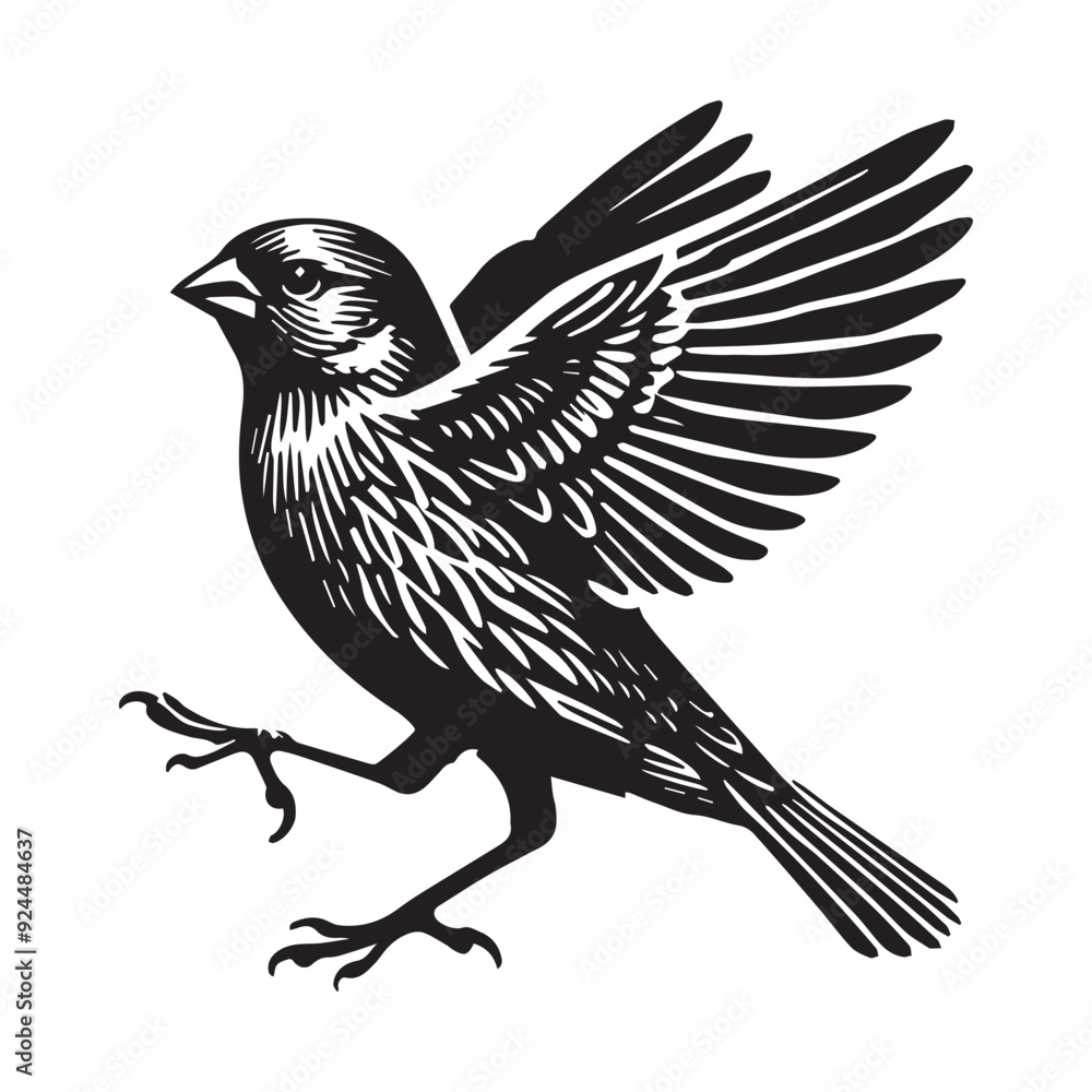 Fototapeta premium House finch silhouette, Bird Clipart, House Finch in mid-hop illustration in black and white 