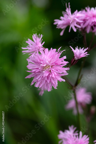 Foto Closeup of ragged robin (Silene flos-cuculi 'Petite Jenny') in a garden in early