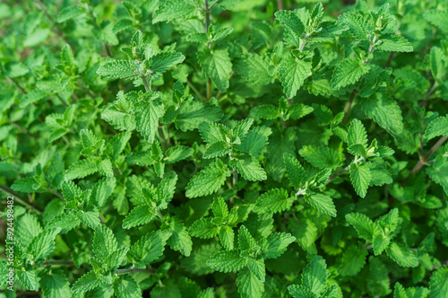 Lemon balm, Melissa officinalis on garden background