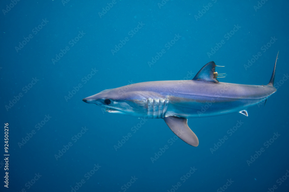 Obraz premium Mako shark, Isurus oxyrinchus, in Baja California, Mexico