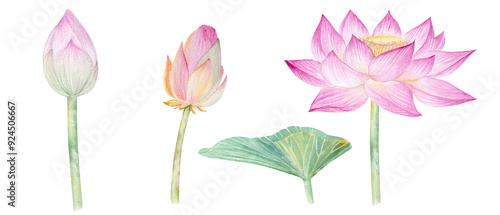 Wallpaper Mural Lotus flowers,leaves,seeds. Hand drawn watercolor illustration of pink water lily,green leaves and seeds.Botanical drawing.Set with lotuses for design Torontodigital.ca